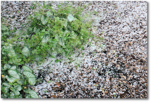 Hail on Brunnera