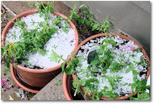 Hail in Flower Pots