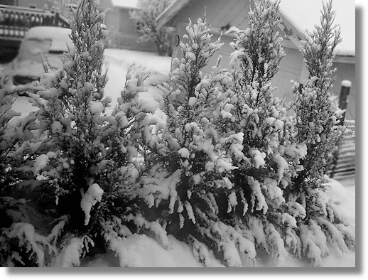 Snowy Street