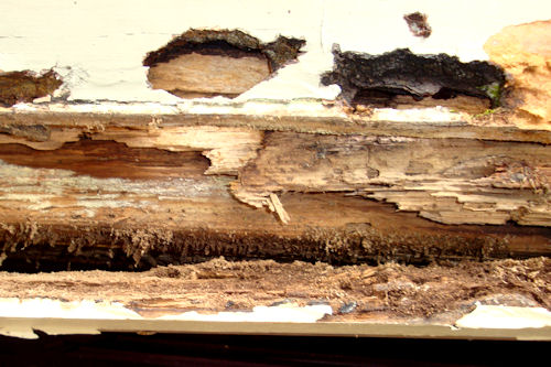 Carpenter Ants - Destroyed Board