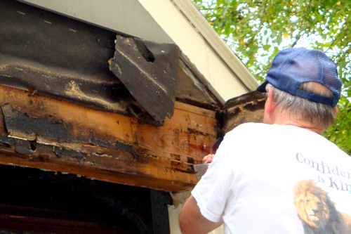 Carpenter Ants - Dad Working on a Board