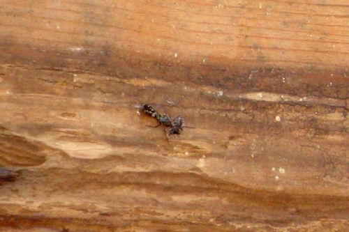 Carpenter Ants - Squished Ant