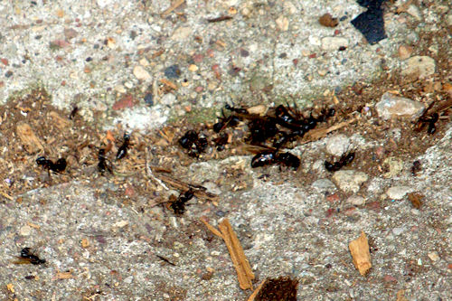 Carpenter Ants - Dead Ants on Ground