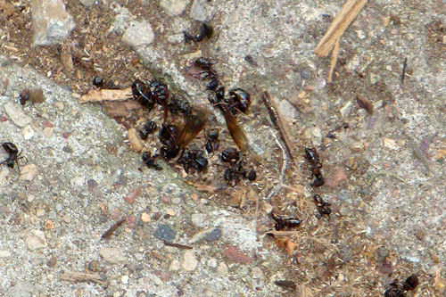 Carpenter Ants - More Dead Ants on Ground