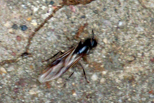 Carpenter Ants - Dead Winged Ant