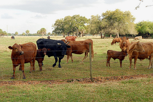 Free Diversity Activities - Cows