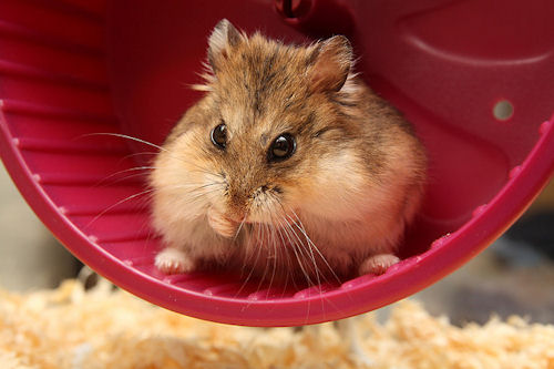 Hamster on Wheel