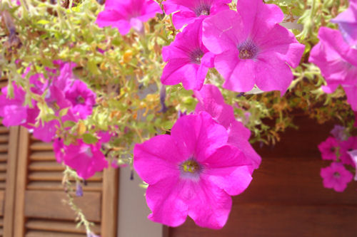 Petunias