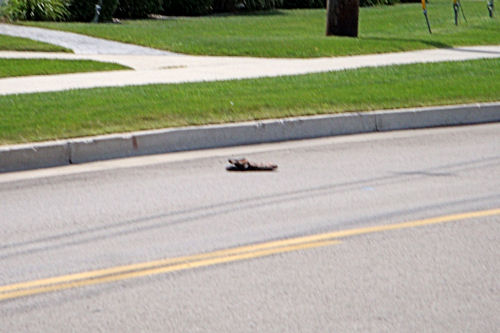 Shoe in the Middle of the Road