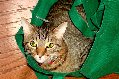 Loki Sleeping in Another Bag