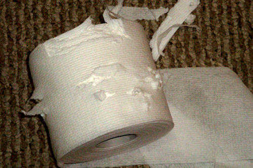 Shredded Toilet Paper