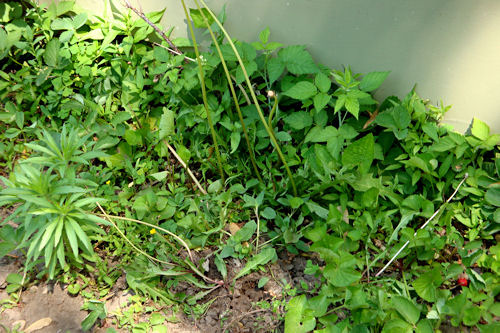 Before the Raised Garden - Strawberries