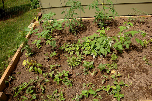 Raised Garden - First Section Planted