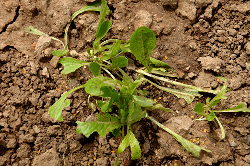 Raised Garden - Lettuce