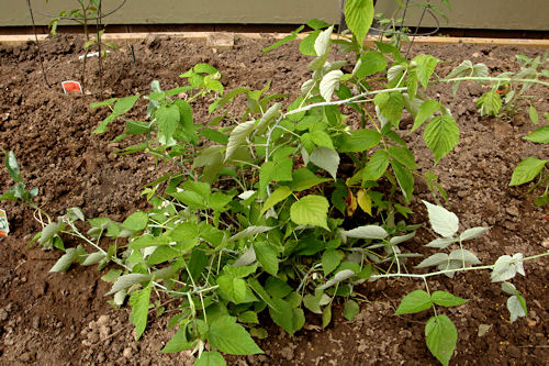 Raised Garden - Raspberries