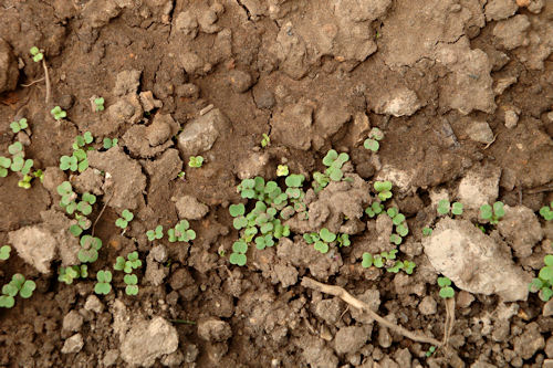 Raised Garden - More Lettuce