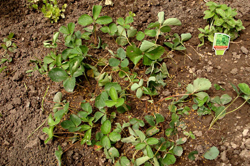 Raised Garden - Strawberries