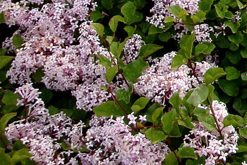 Chicago - Lilacs