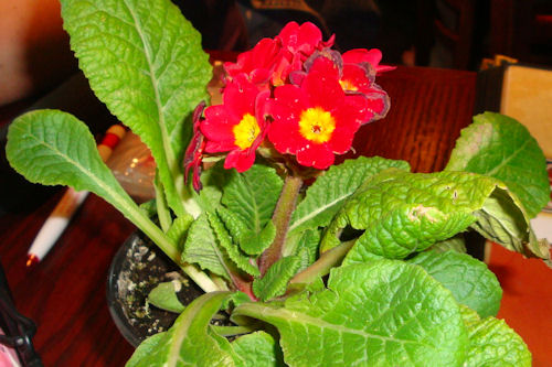 Valley AEYC Dinner - Flower