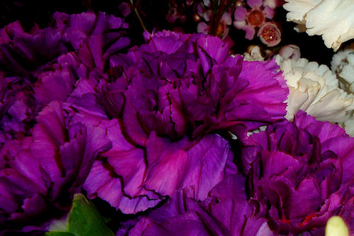 Purple Carnations