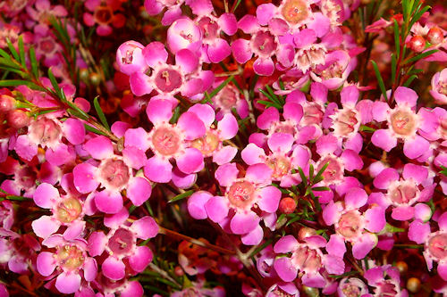 Purple Wax Flower