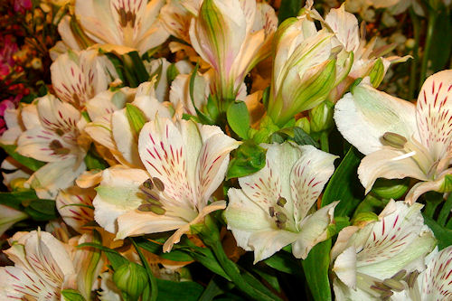 White Alstromeria