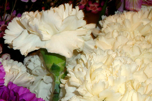 White Carnations