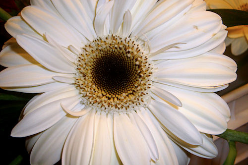 White Gerber Daisy