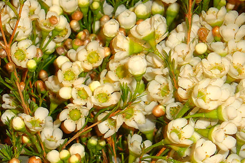 White Wax Flower