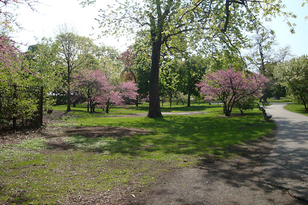 Chicago 2011 - Pink Trees