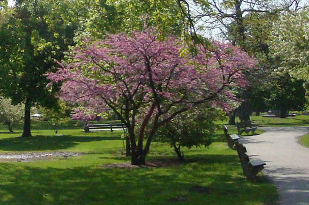 Chicago 2011 - Pink Tree