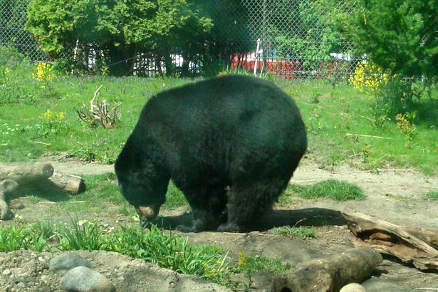 Chicago 2011 - Black Bear