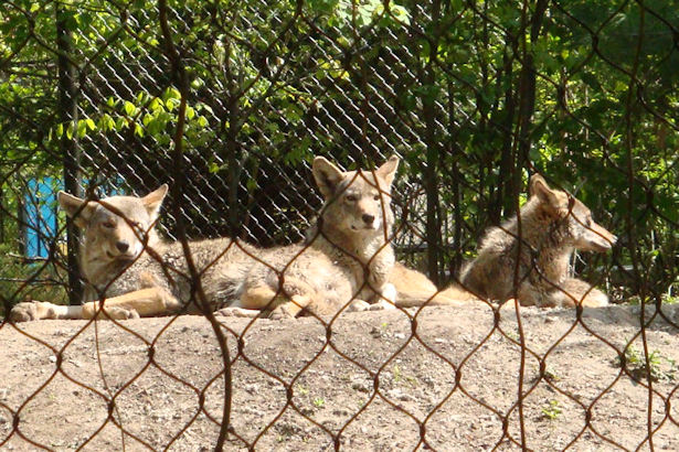 Chicago 2011 - Wolves