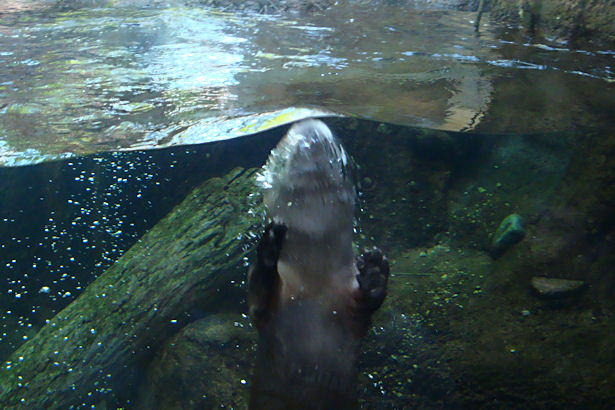 Chicago 2011 - Otter