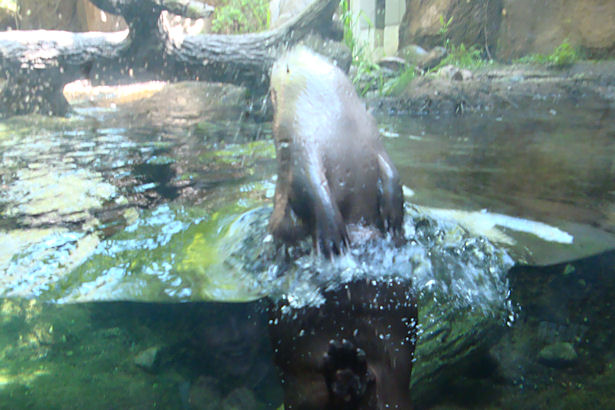 Chicago 2011 - Otter Backflip