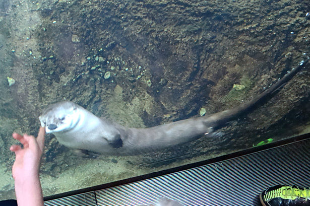 Chicago 2011 - Otter Swimming