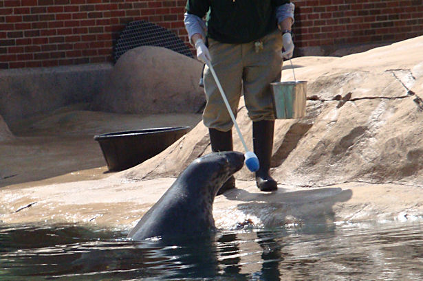 Chicago 2011 - Sea Lion