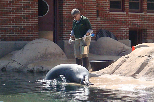 Chicago 2011 - Sea Lion