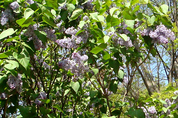 Chicago 2011 - Lilacs