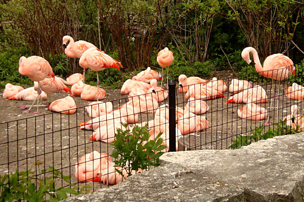 Chicago 2011 - Flamingos