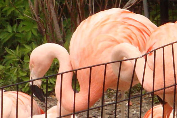 Chicago 2011 - Flamingo Up Close