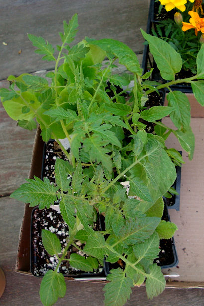 Square Foot Garden - Tomatoes