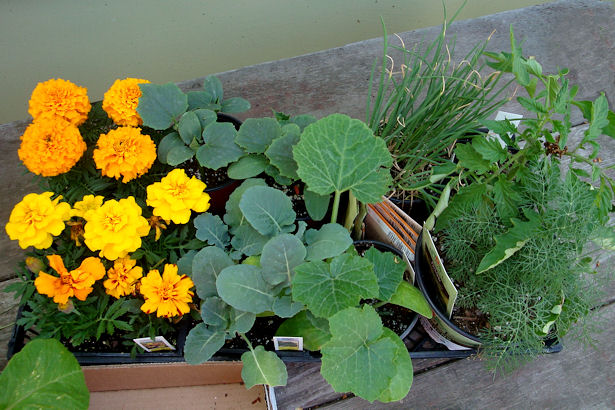 Square Foot Garden - More Plants