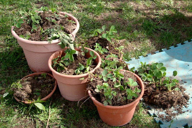 Square Foot Gardening Preparation - Strawberries
