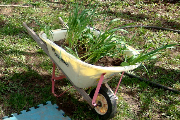 Square Foot Gardening Preparation - Garlic