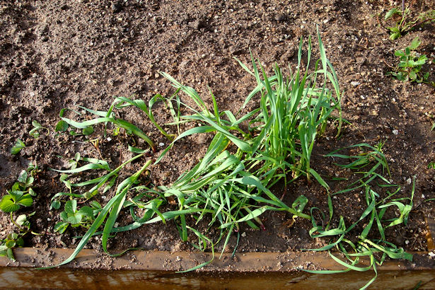 Square Foot Gardening Preparation - Garlic Back in Garden