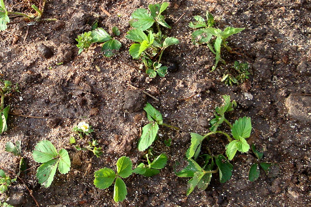 Square Foot Gardening Preparation - Strawberries in Garden