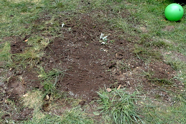 Storm - Dirt with Seed