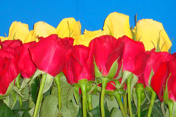 Wedding Flowers - Roses up Close