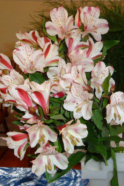 Wedding Flowers - Alstroemeria